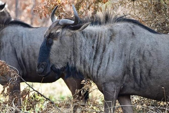 Pilanesberg Safari Open vehicle game Full Day - Why Pilanesberg works for a one-day safari