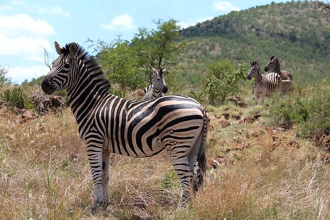 Pilanesberg Safari Open vehicle game Full Day - Two private drives, six hours of wildlife time