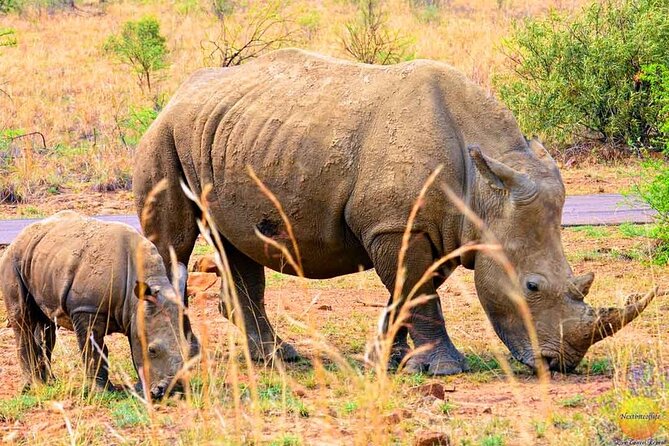Pilanesberg Safari Open vehicle game Full Day - Lunch inside the park breaks up the day