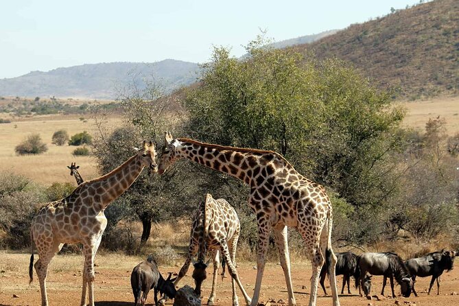 Pilanesberg Safari Open vehicle game Full Day - Who should book this safari?