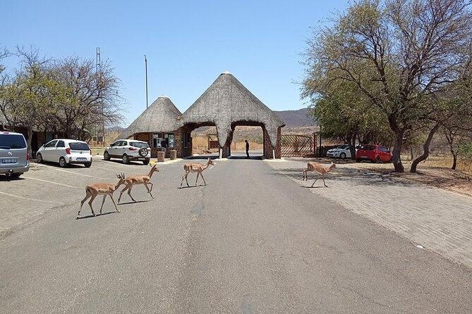 Pilanesberg Safari Open vehicle game Full Day - The early pickup sets the rhythm
