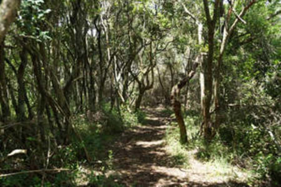 Plettenberg: 2-Hour Zipline Tour - What the six rides feel like