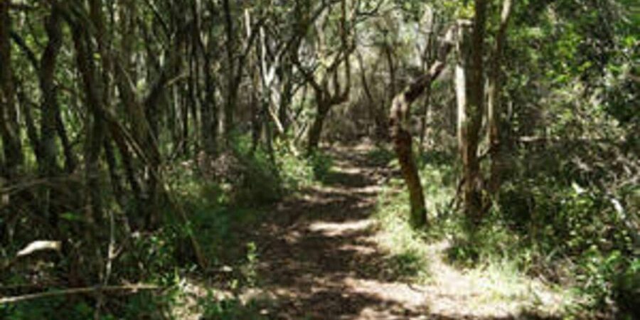 Plettenberg: 2-Hour Zipline Tour - A lighter touch on the environment