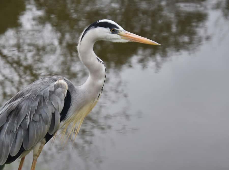 Plettenberg Bay: Cats in Conservation Full Day Tour - The forest walk and a change of pace