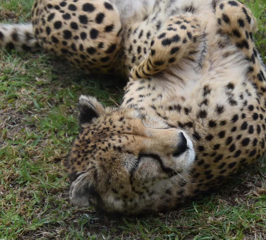 Plettenberg Bay: Cats in Conservation Full Day Tour - Securing the animals for the night