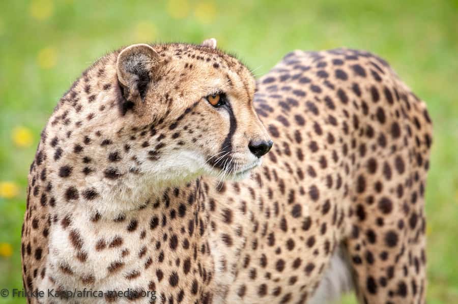 Plettenberg Bay: Cats in Conservation Full Day Tour - How the price compares with a short wildlife visit