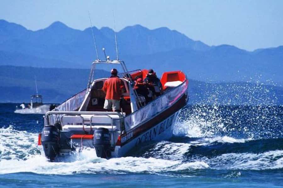 Plettenberg Bay: Dolphin and Marine Boat Tour - Key points before you book