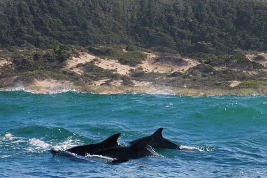 Plettenberg Bay: Dolphin and Marine Boat Tour - Around Robberg’s wild side