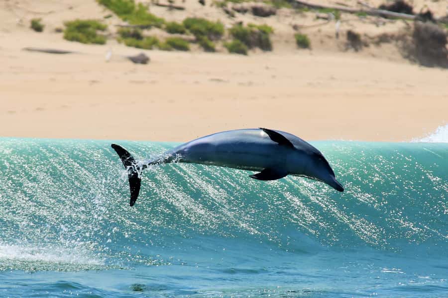 Plettenberg Bay: Dolphin and Marine Boat Tour - Seeing Robberg from the inside