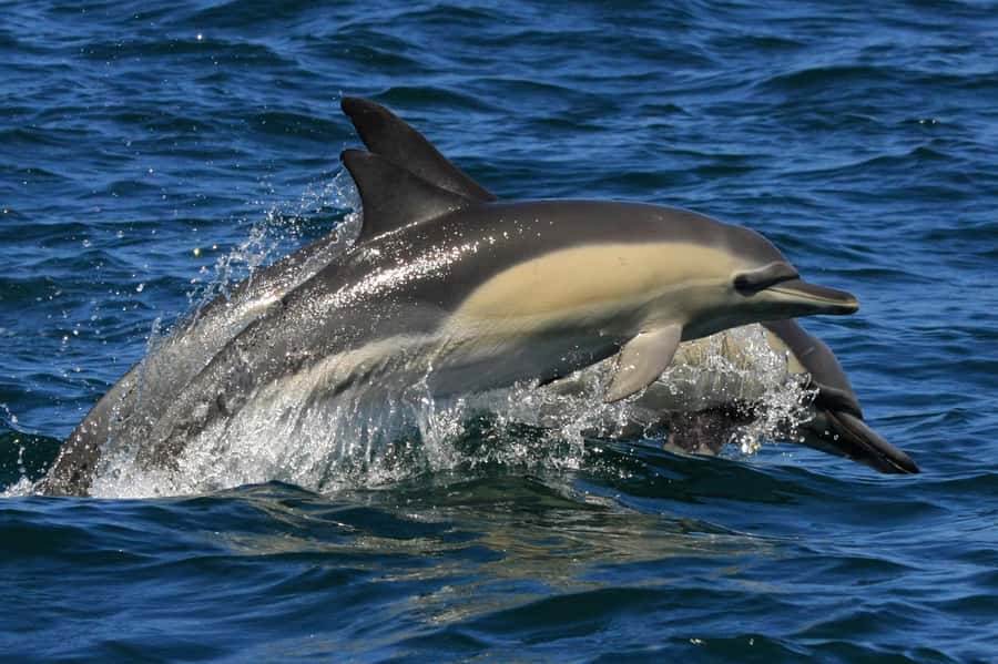 Plettenberg Bay: Dolphin and Marine Boat Tour - The Cape Fur Seal colony and seasonal sharks