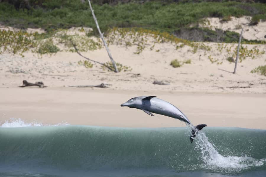 Plettenberg Bay: Dolphin and Marine Boat Tour - Robberg Beach, Beacon Island, and the fast return