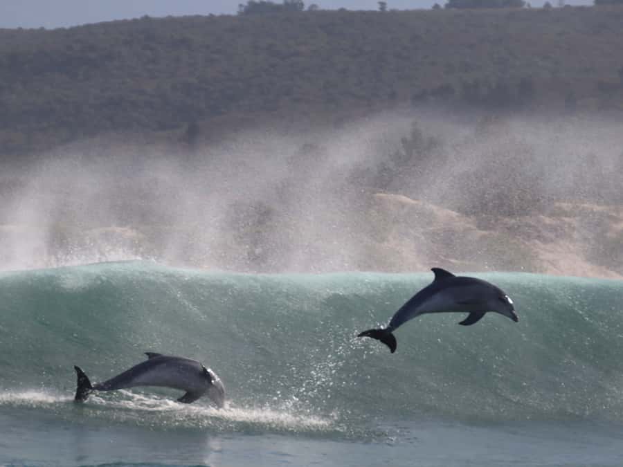 Plettenberg Bay: Dolphin and Marine Boat Tour - What the $46 price gets you