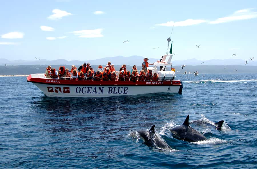 Plettenberg Bay: Dolphin and Marine Boat Tour - The beach launch is part of the attraction