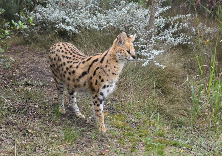 Plettenberg Bay: EcoKidz Family Wildlife Tour - African wildcats and the big-cat enclosures