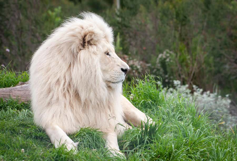 Plettenberg Bay: EcoKidz Family Wildlife Tour - Camp activities, certificates, and the extra time