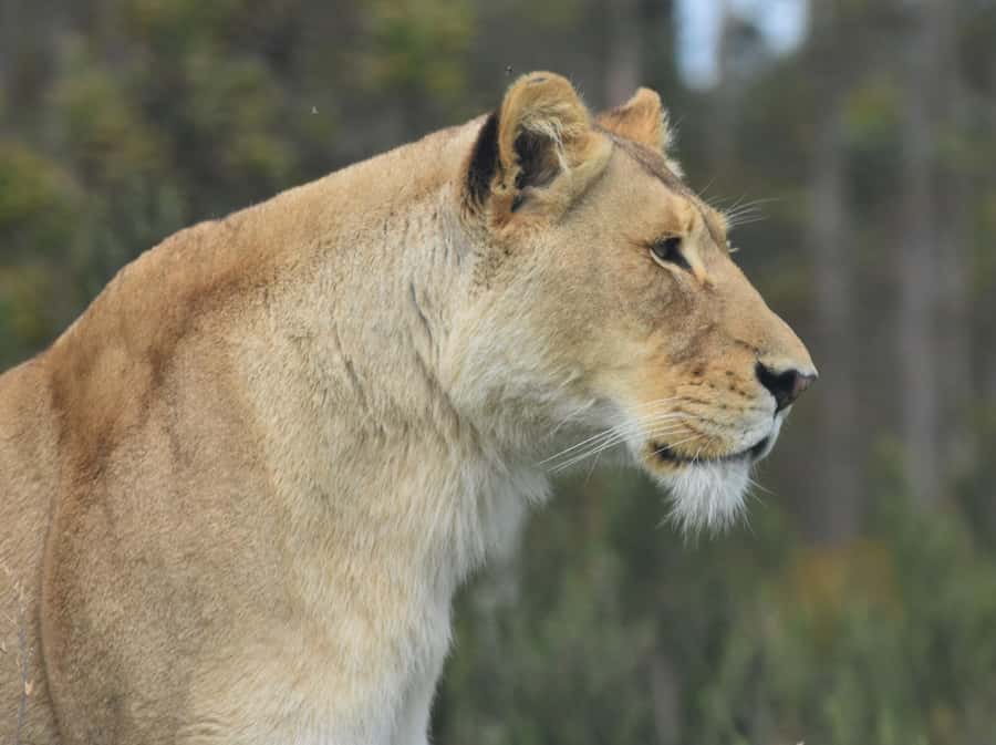 Plettenberg Bay: EcoKidz Family Wildlife Tour - Who should book the EcoKidz Wildlife Tour?