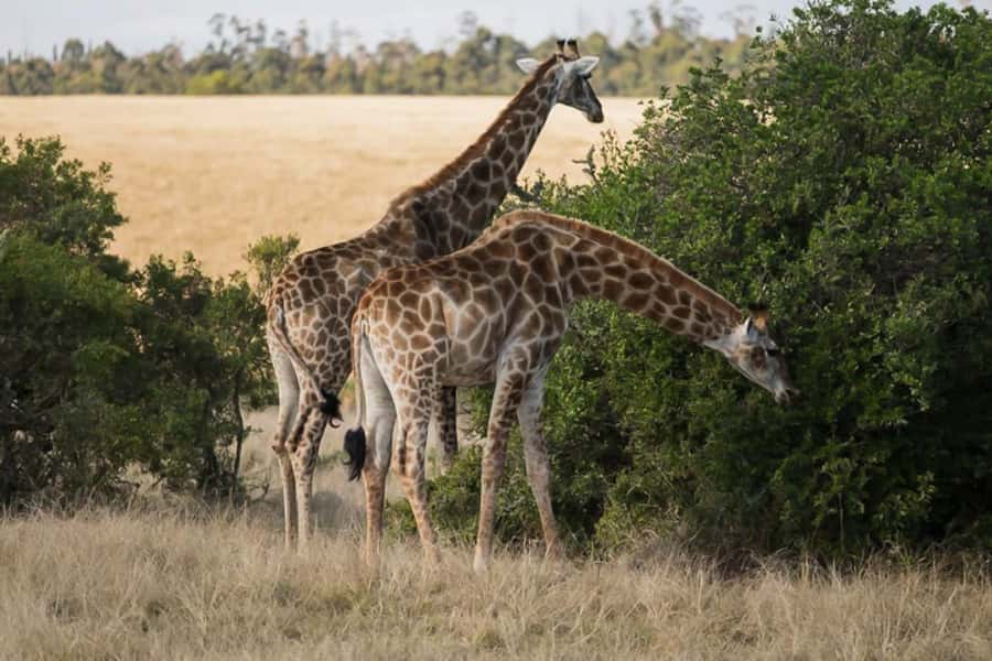 Plettenberg Bay Game Reserve: 2-Hour Game Drive - A compact safari near Plettenberg Bay