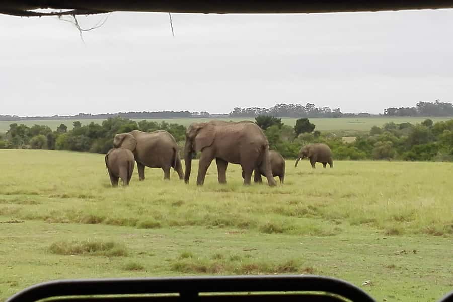 Plettenberg Bay Game Reserve: 2-Hour Game Drive - What happens at the Safari Center
