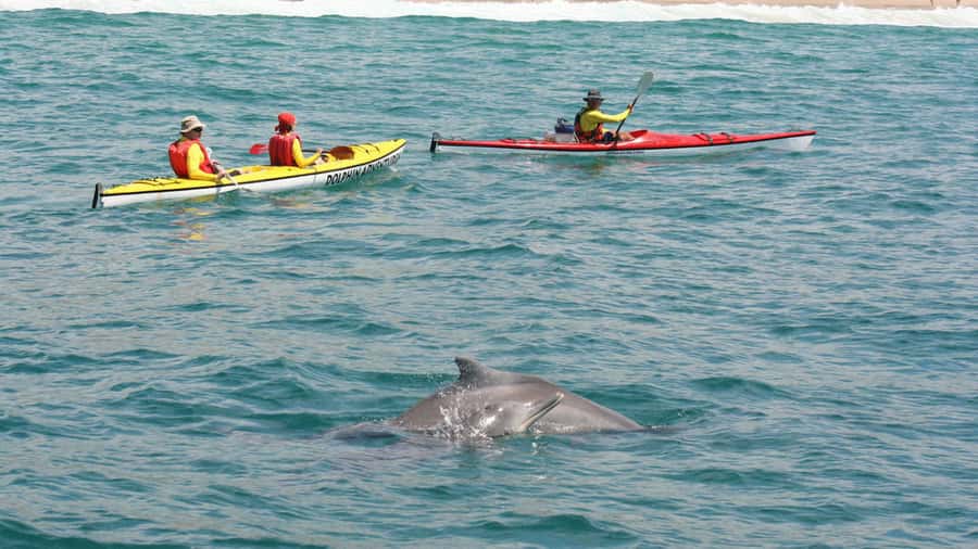 Plettenberg Bay: Guided Sea Kayak Tour - What Two Hours Really Feels Like