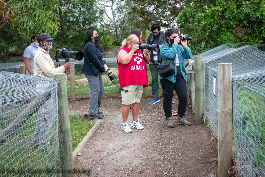 Plettenberg Bay: Private Guided Wildlife Photography Tour - Why the private format matters for photography