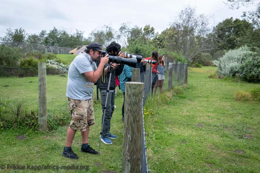 Plettenberg Bay: Private Guided Wildlife Photography Tour - Starting at Tenikwa near Plettenberg Bay