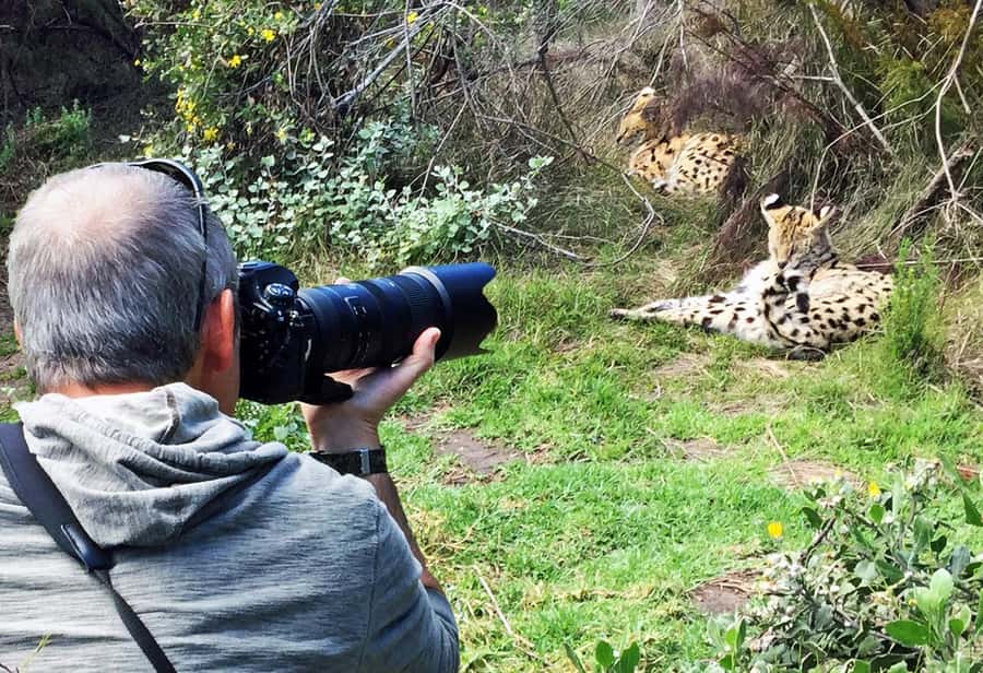 Plettenberg Bay: Private Guided Wildlife Photography Tour - Finding a leopard in the walkway