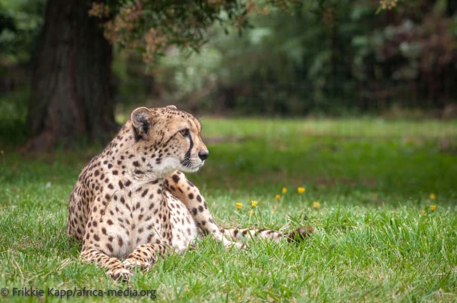 Plettenberg Bay: Private Guided Wildlife Photography Tour - White lions, caracals, and servals