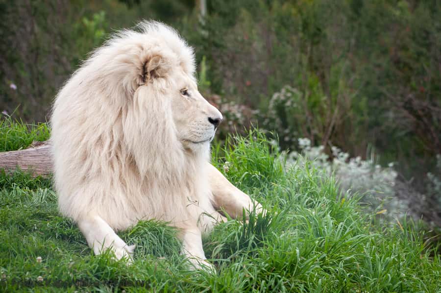 Plettenberg Bay: Private Guided Wildlife Photography Tour - The life-enrichment activity