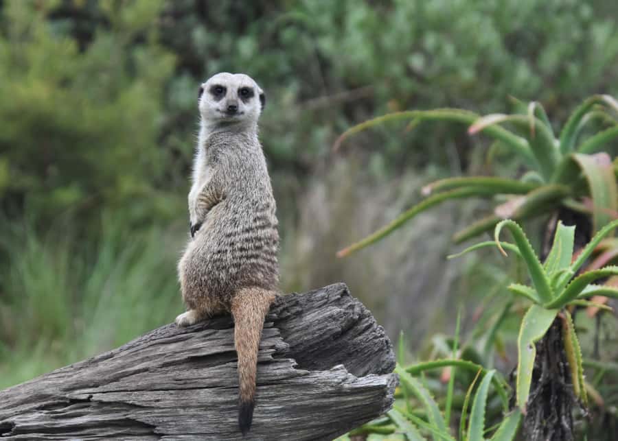 Plettenberg Bay: Private Guided Wildlife Photography Tour - Time for questions, coffee, and a second look