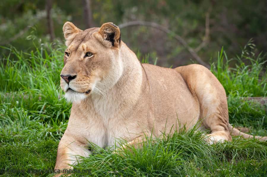 Plettenberg Bay: Private Guided Wildlife Photography Tour - What the guide adds