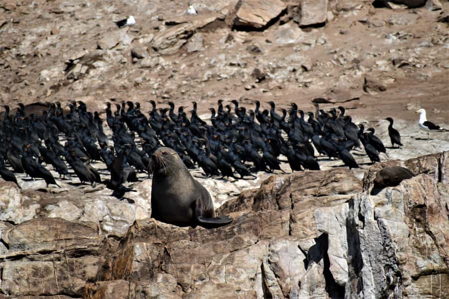 Plettenberg Bay: Seal Colony Viewing Excursion - Setting Out From Central Beach