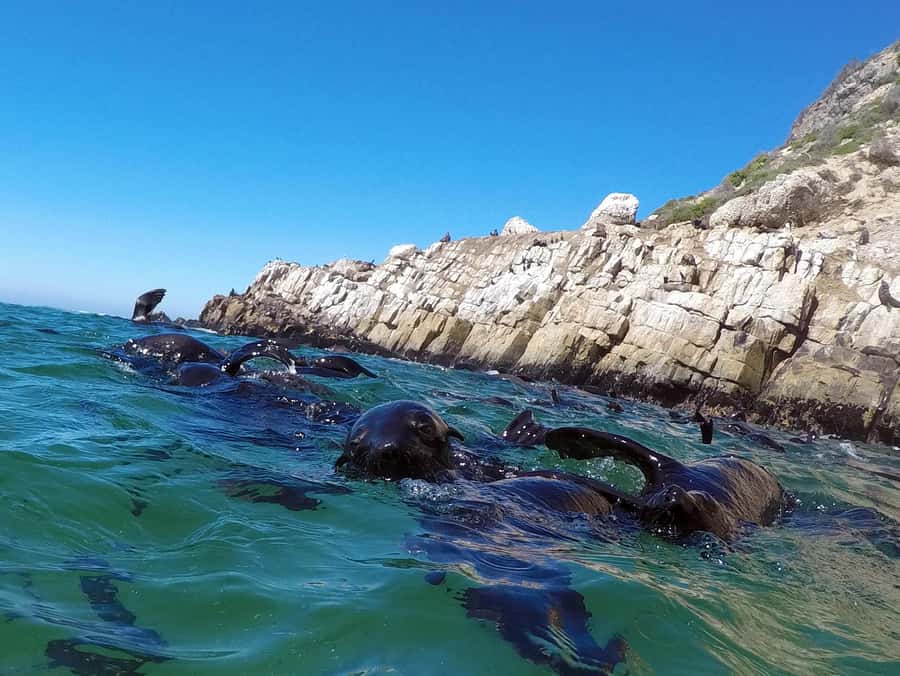 Plettenberg Bay: Seal Colony Viewing Excursion - A Shared Boat With Seal Swimmers