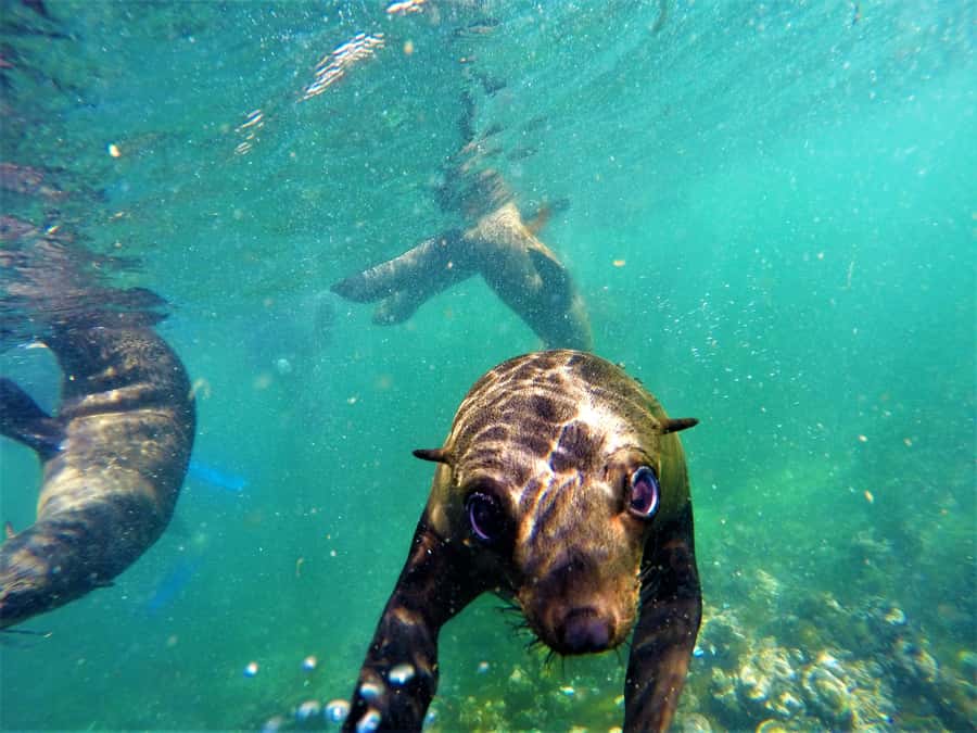 Plettenberg Bay: Seal Colony Viewing Excursion - How This Compares With a Seal-Swimming Trip