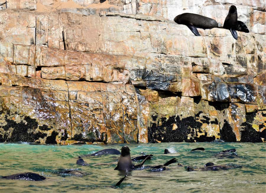 Plettenberg Bay: Seal Colony Viewing Excursion - The Best Part and the Main Weakness