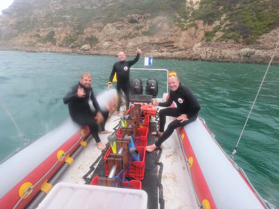 Plettenberg Bay: Seal Swimming Experience - A close look at Plettenberg Bay’s Cape Fur Seals