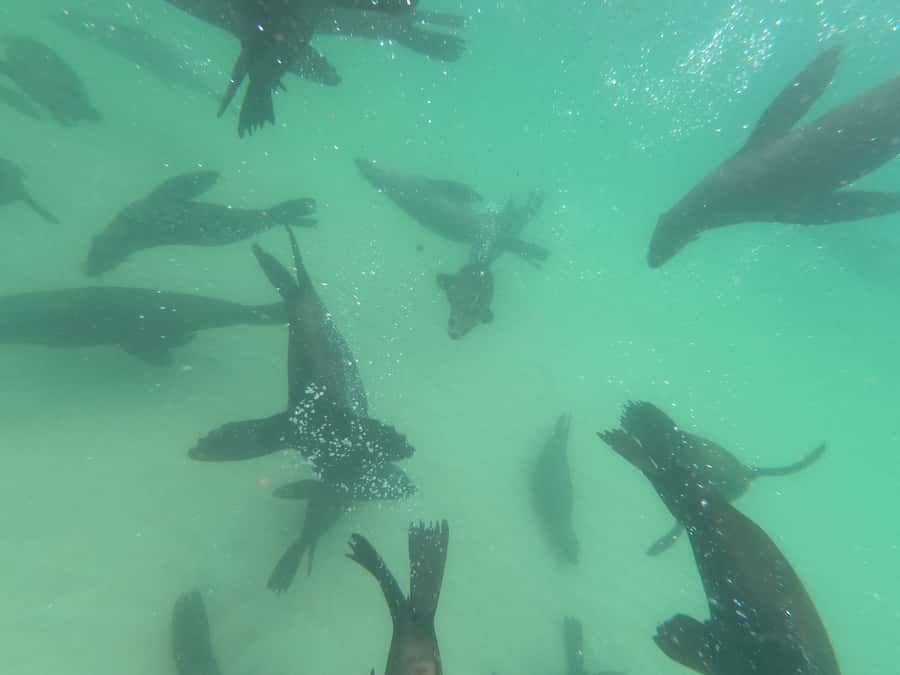 Plettenberg Bay: Seal Swimming Experience - Photos, facilities, and the useful extras