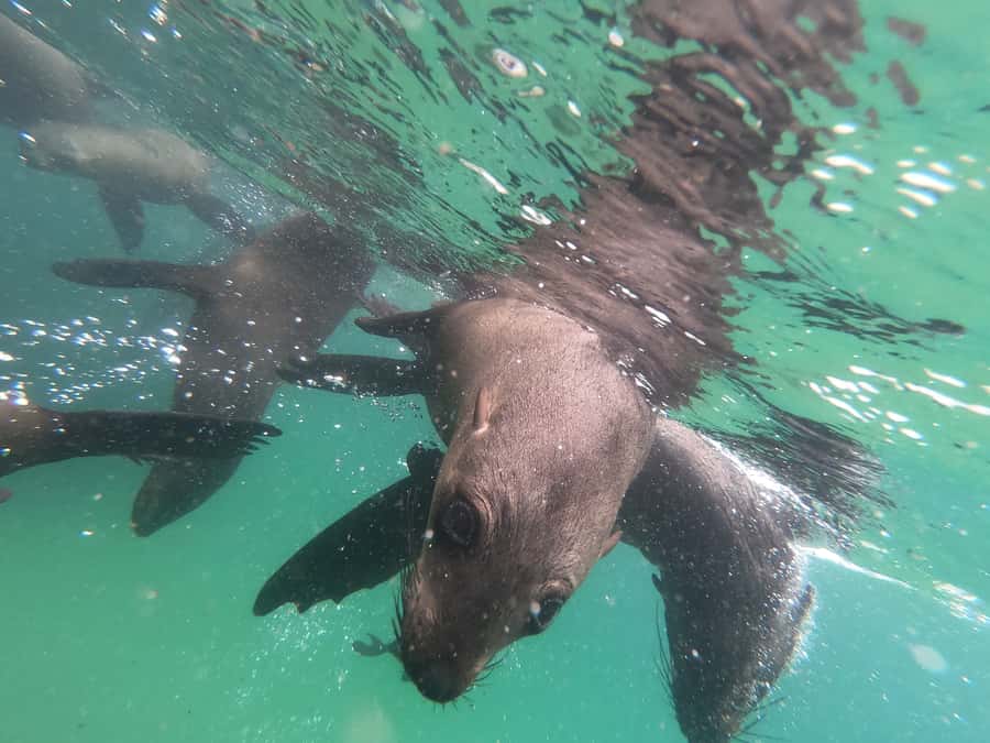 Plettenberg Bay: Seal Swimming Experience - Booking flexibility and weather planning