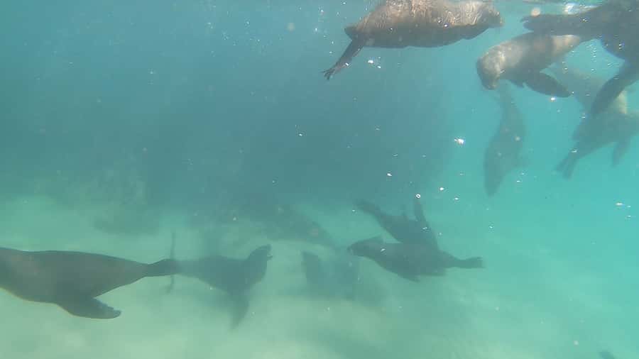 Plettenberg Bay: Seal Swimming Experience - Meeting at Hobie Beach and getting ready