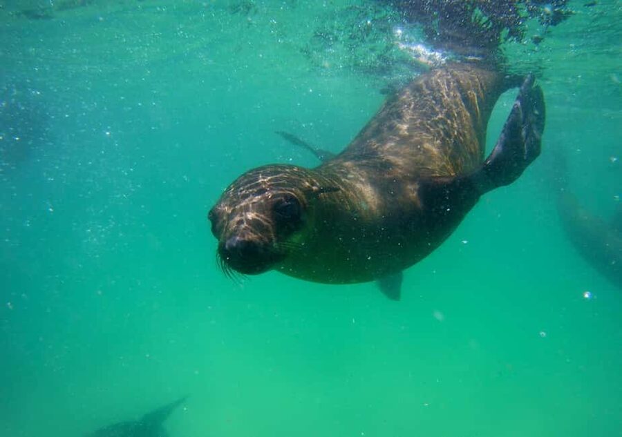 Plettenberg Bay: Seal Viewing Boat Trip - Robberg Nature Reserve and the seal colony