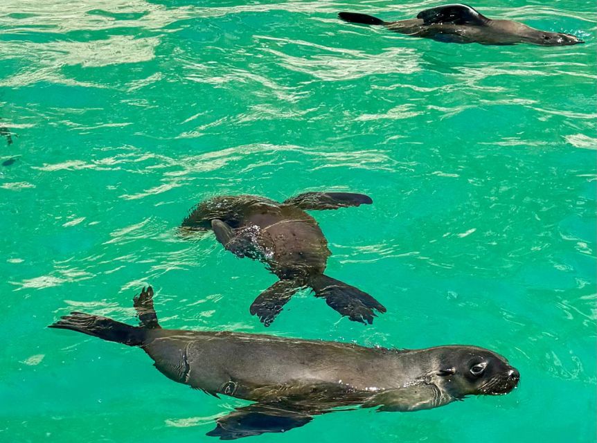 Plettenberg Bay: Seal Viewing Boat Trip - Free photos make the $32 price more useful
