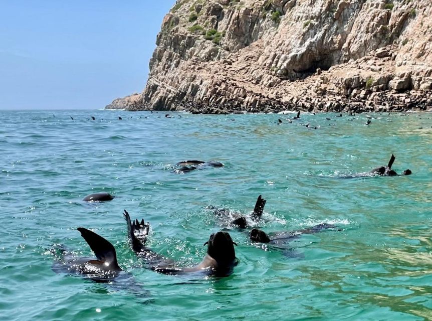 Plettenberg Bay: Seal Viewing Boat Trip - The details that make the outing memorable