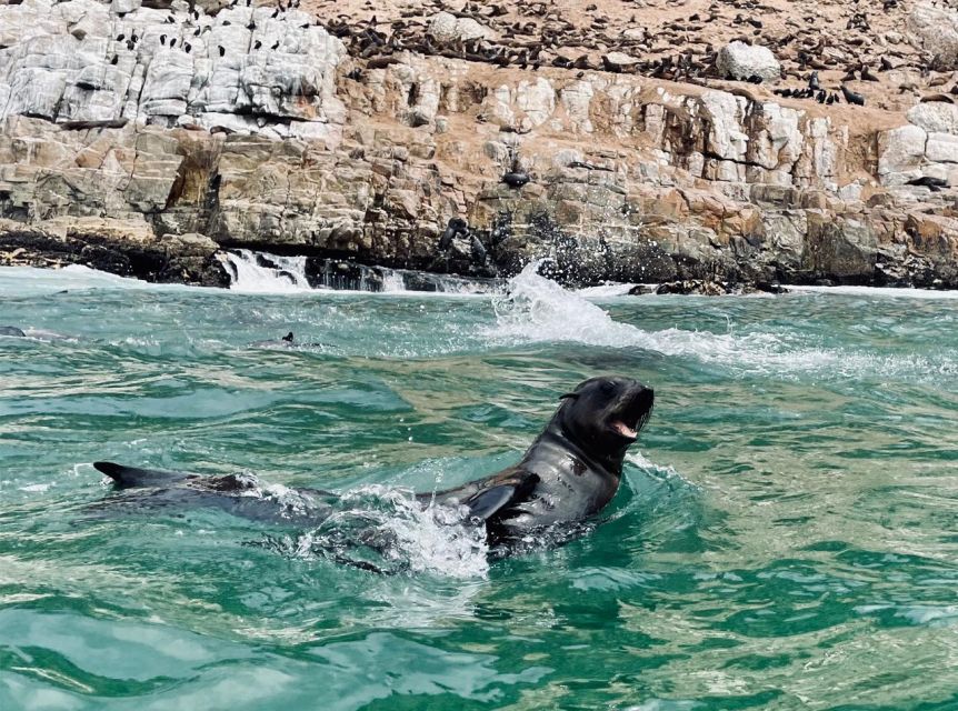 Plettenberg Bay: Seal Viewing Boat Trip - The beach launch adds a little adventure