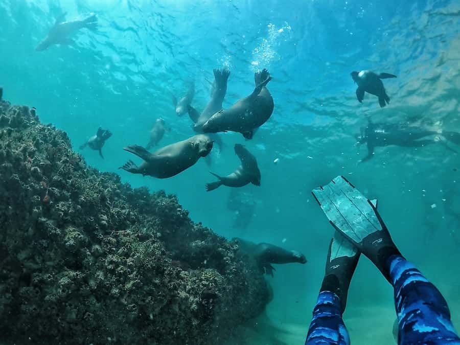 Plettenberg Bay: Swim with Seals - Key points before you book
