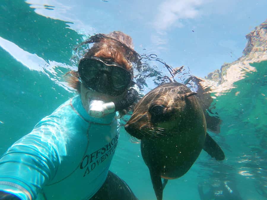 Plettenberg Bay: Swim with Seals - Entering the water at Robberg