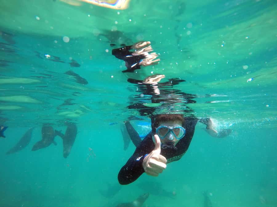Plettenberg Bay: Swim with Seals - A respectful wild-animal encounter