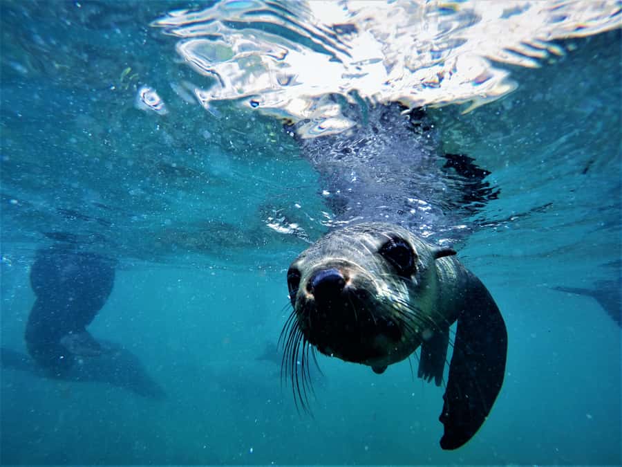 Plettenberg Bay: Swim with Seals - What the guides add to the experience