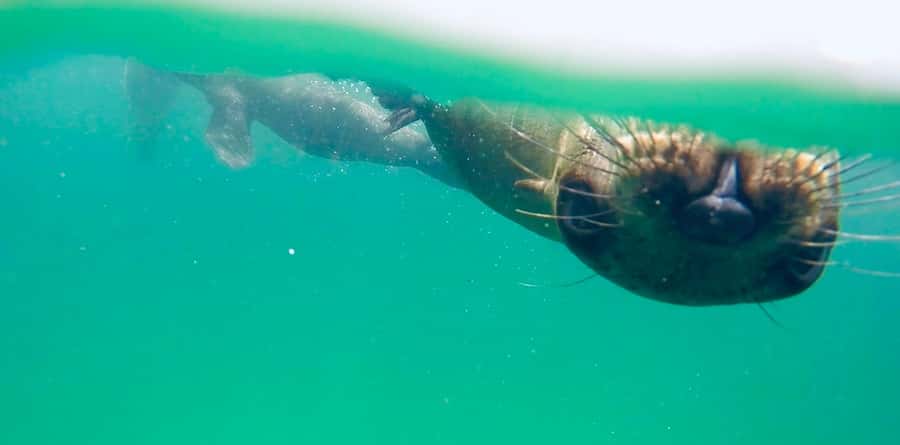 Plettenberg Bay: Swim with Seals - Equipment, photos, and extra costs