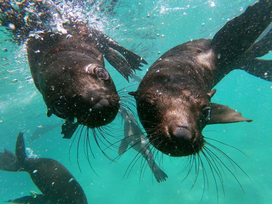 Plettenberg Bay: Swim with Seals - Who should book this seal swim?