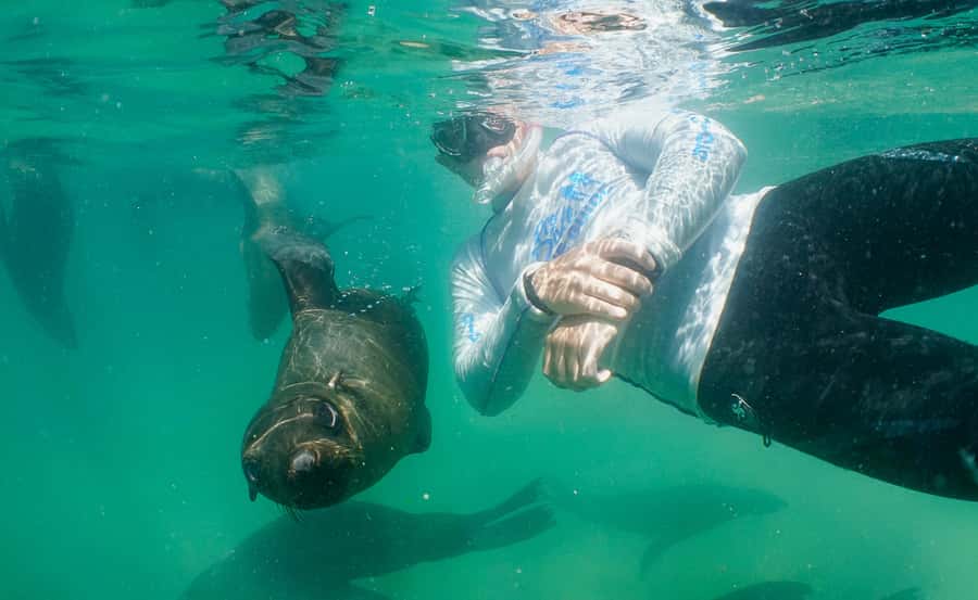 Plettenberg Bay: Swim with the Seals - Why the seal encounter feels special