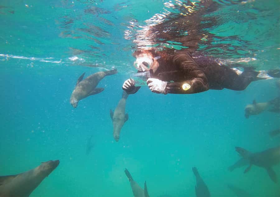 Plettenberg Bay: Swim with the Seals - The beach launch and speedboat ride